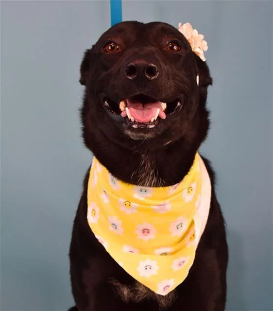 A young large-sized female Labrador Retriever dog named Darlene for adoption in Bakersfield, CA