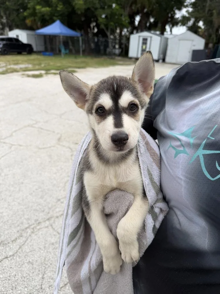 Alpha