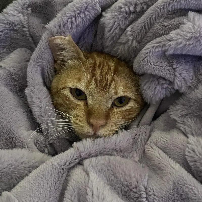 An adult medium-sized male Orange / Red Domestic Short Hair cat named Sunny for adoption in Temecula, CA