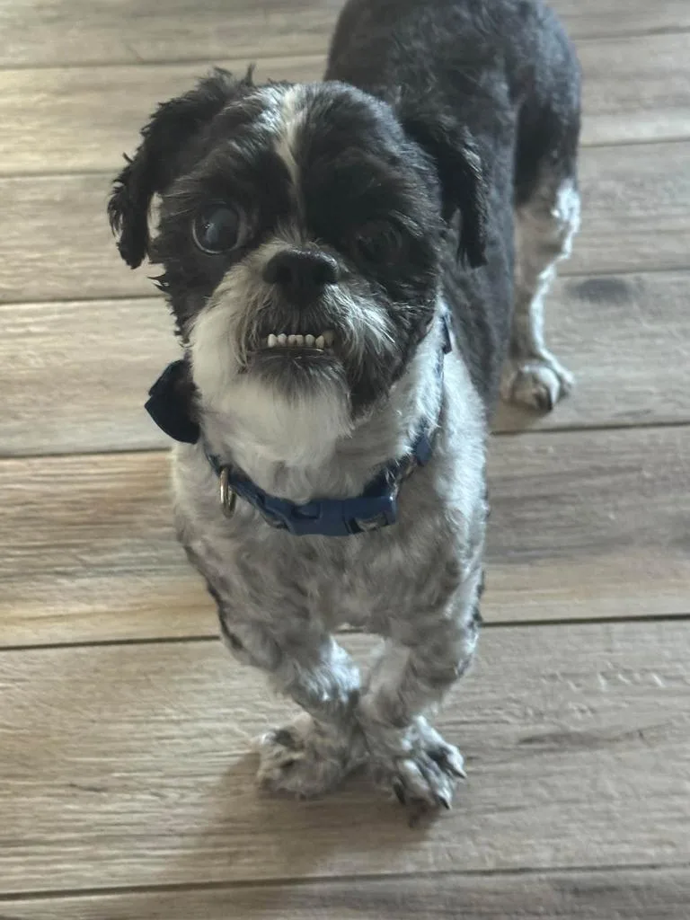 A senior small-sized male Shih Tzu dog named Banner for adoption in Mesa, AZ