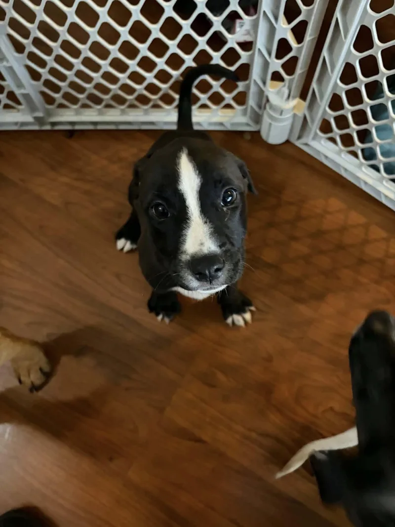 A baby medium-sized female Black Australian Shepherd dog named Lacey for adoption in Clinton, WI