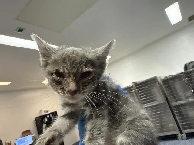 A baby small-sized female Domestic Short Hair cat named Rose for adoption in Thousand Palms, CA