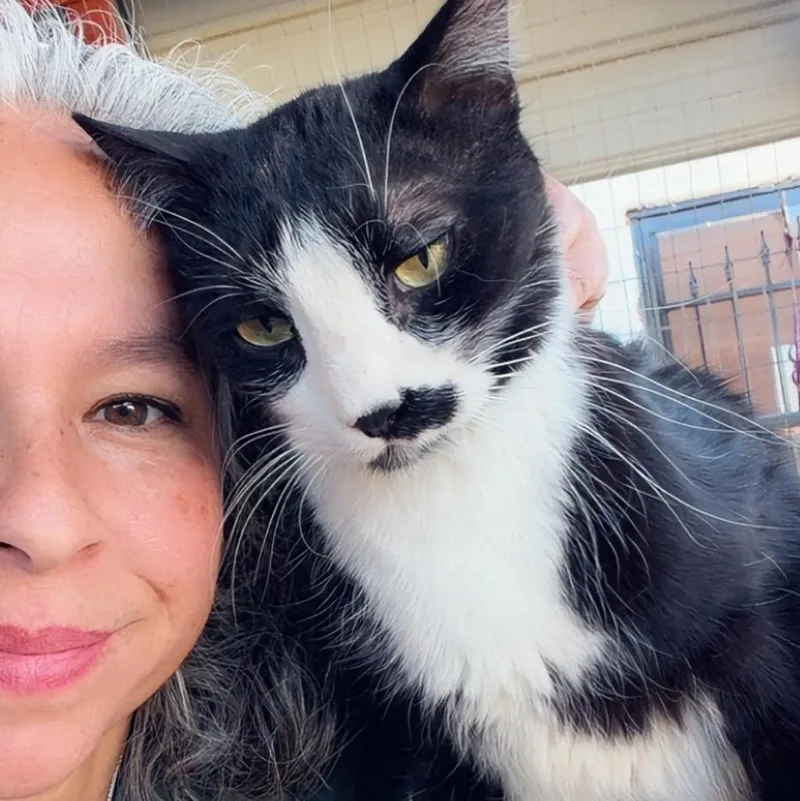 An adult medium-sized male Black & White / Tuxedo American Shorthair cat named Jaime for adoption in Las Cruces, NM