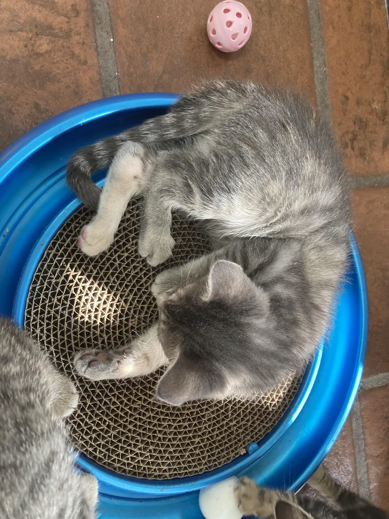 A baby medium-sized female Tabby (Gray / Blue / Silver) Domestic Short Hair cat named Mindy for adoption in Philadelphia, PA
