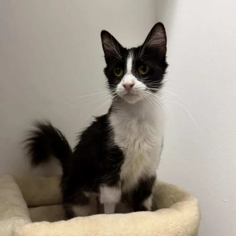 A young small-sized female Black Domestic Short Hair cat named Juicebox for adoption in Los Angeles, CA