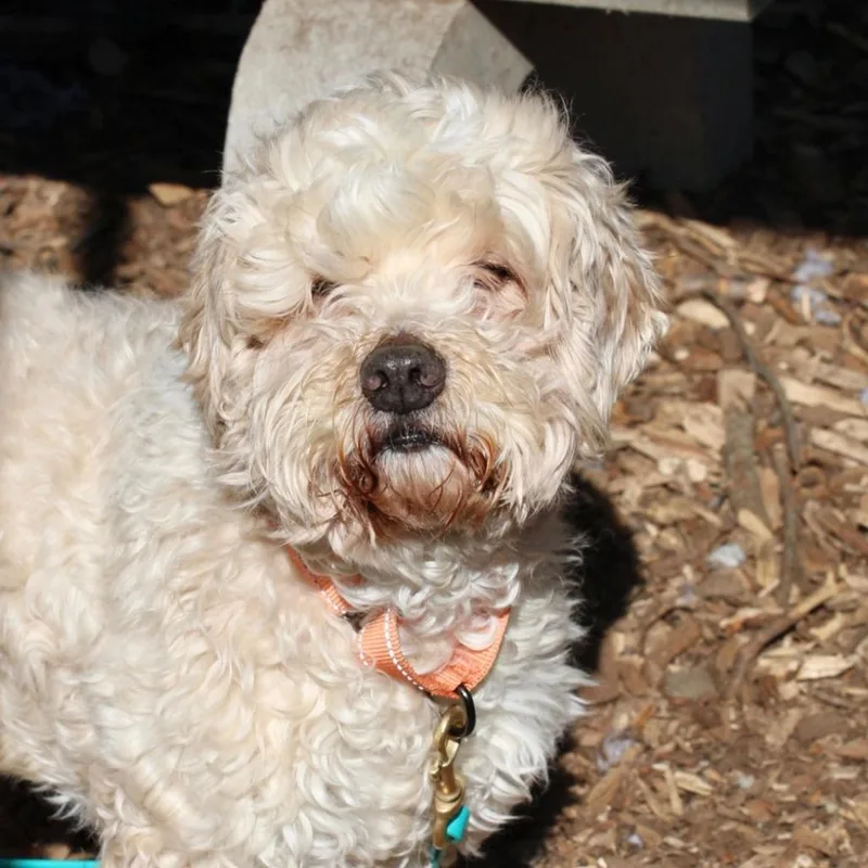 A senior medium-sized male White / Cream Golden Retriever dog named Biscuit for adoption in Briarcliff Manor, NY