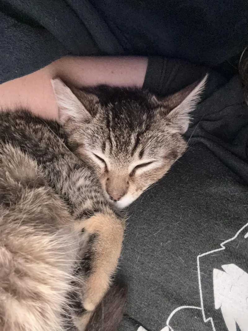 Maggie May thumbnail 2