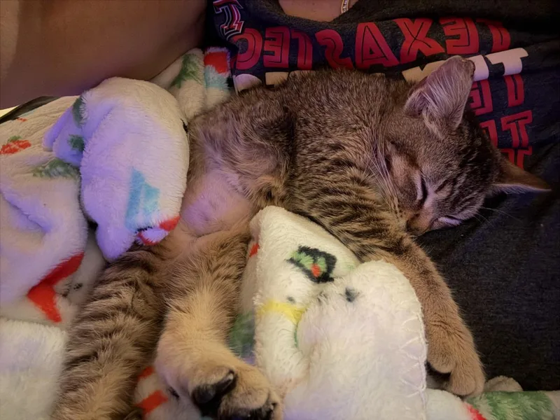 Maggie May thumbnail 3