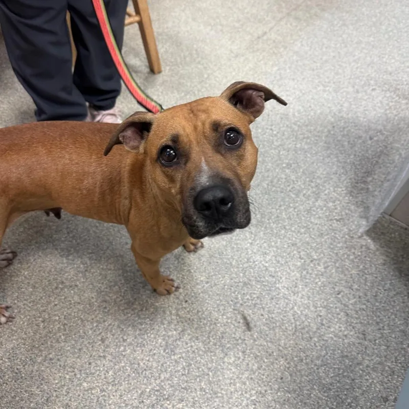 An adult medium-sized female Yellow / Tan / Blond / Fawn Mixed Breed dog named Sweetheart for adoption in Jacksonville, FL