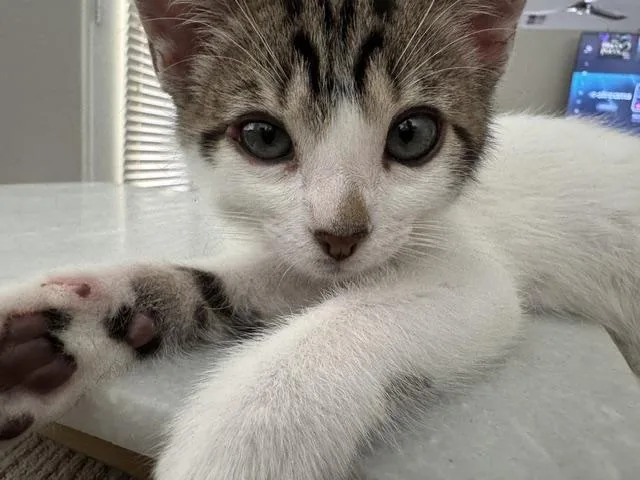 A baby small-sized male Domestic Short Hair cat named The Purrfect Match. for adoption in Las Vegas, NV