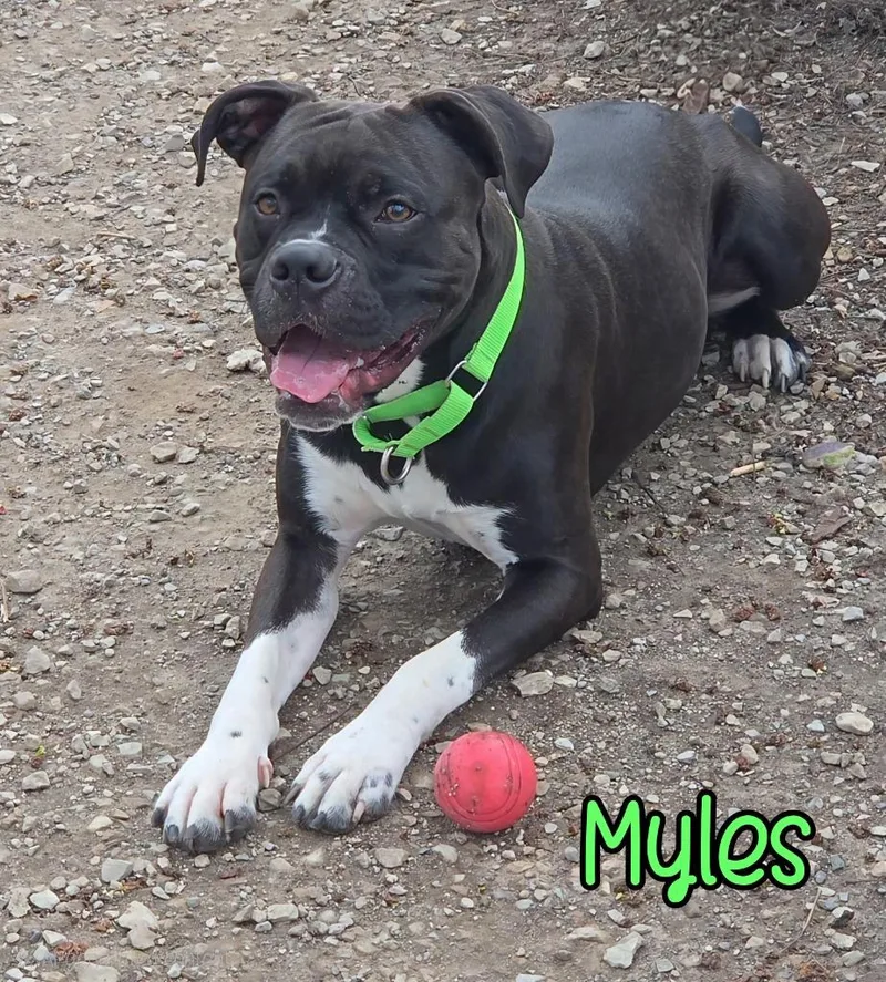 Myles thumbnail 2
