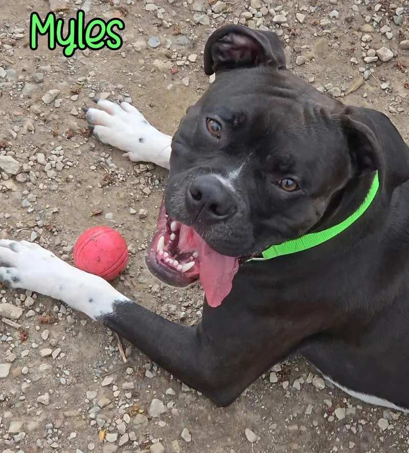 Myles thumbnail 3