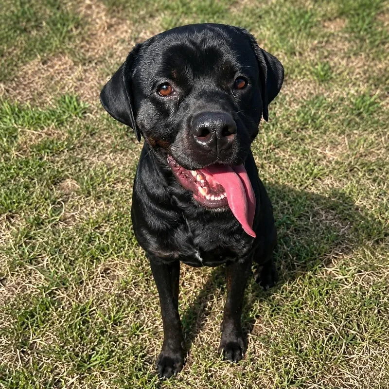 A young large-sized male Black Rottweiler dog named Clyde for adoption in Hillsborough, NJ