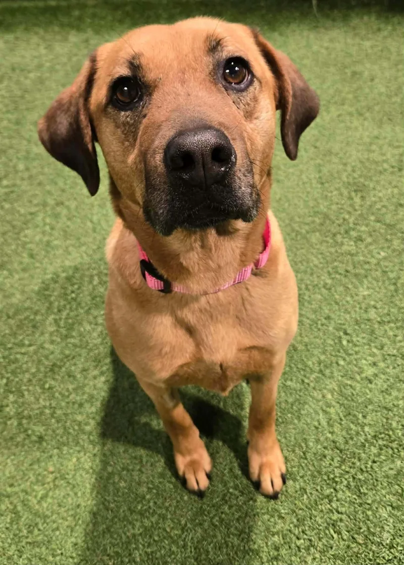 An adult medium-sized female Mixed Breed dog named Cleo Jean for adoption in Racine, WI