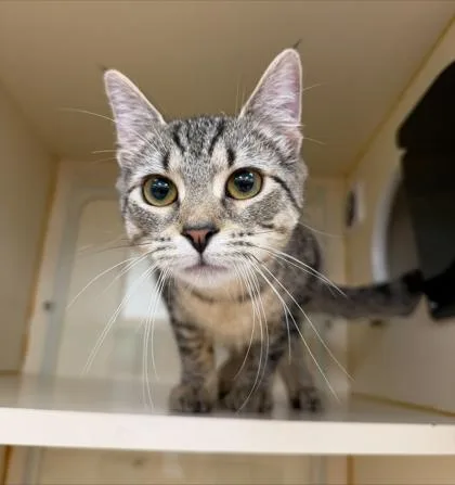 A young medium-sized female Domestic Short Hair cat named Adella for adoption in Hamilton, NJ