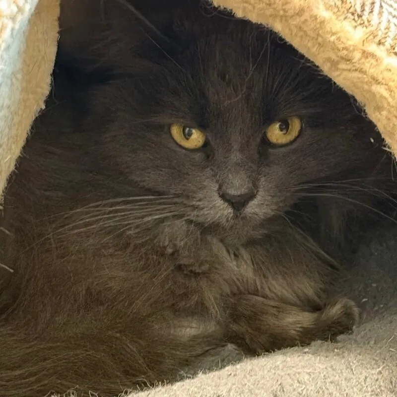Ganesha