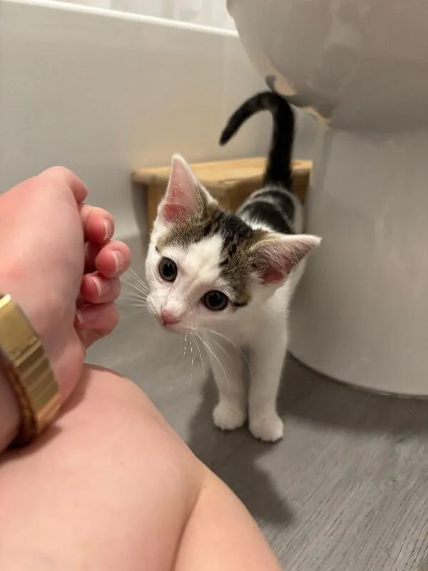 A young small-sized female White Domestic Short Hair cat named GeoCities for adoption in Cincinnati, OH