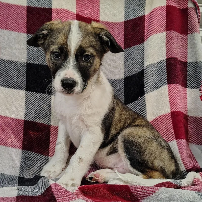 Graham Puppy thumbnail 2