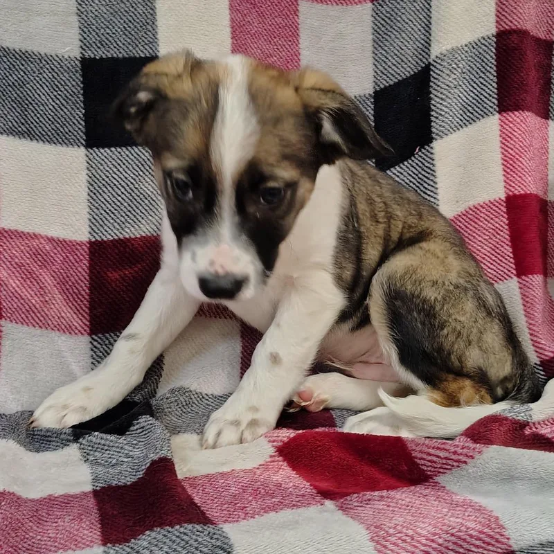 Graham Puppy thumbnail 3