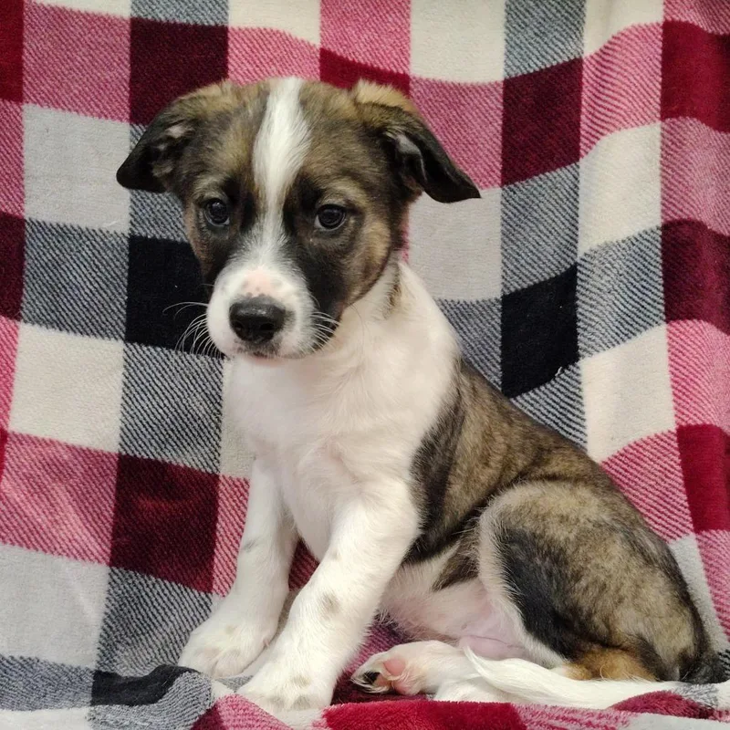 Graham Puppy thumbnail 4