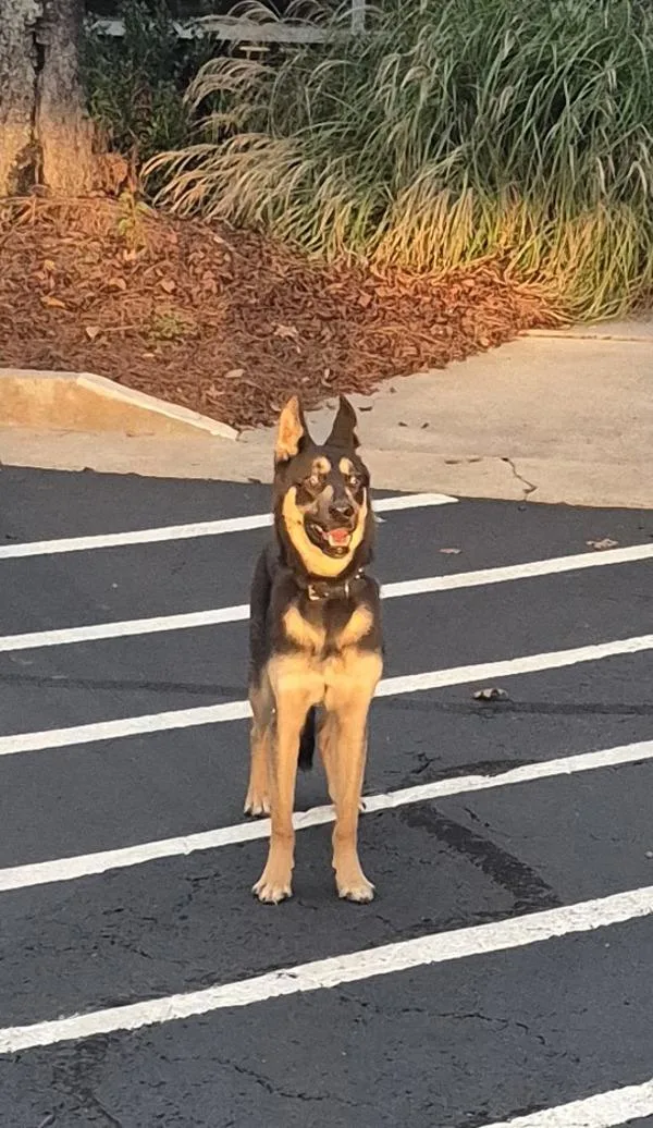 A young medium-sized unknown German Shepherd Dog dog named Ic for adoption in Lawrenceville, GA