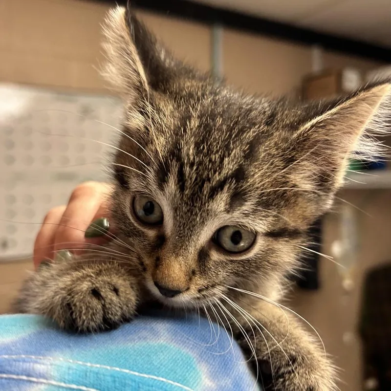 A baby small-sized male Brown / Chocolate Domestic Short Hair cat named McLaren for adoption in Newport, NC