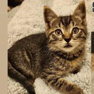 A baby small-sized female Brown / Chocolate Domestic Short Hair cat named Sunkissed Sailor for adoption in Westminster, CA