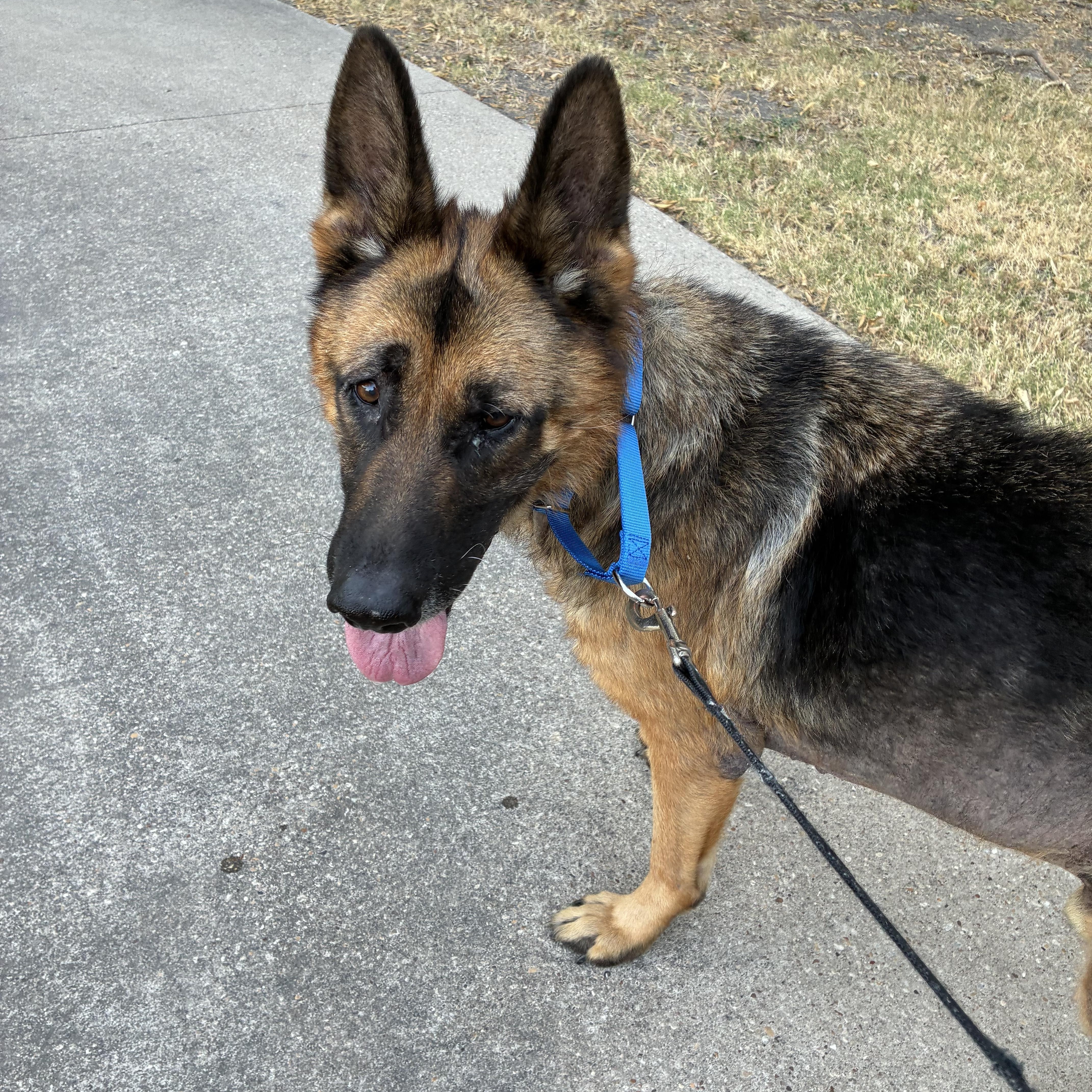 An adult large-sized male Black German Shepherd Dog dog named Armadillo for adoption in New Rochelle, NY