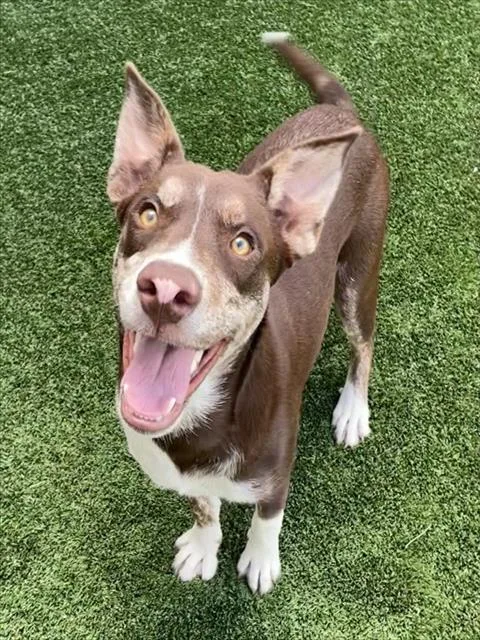 A baby large-sized male Mixed Breed dog named Howdy for adoption in Palmetto, FL