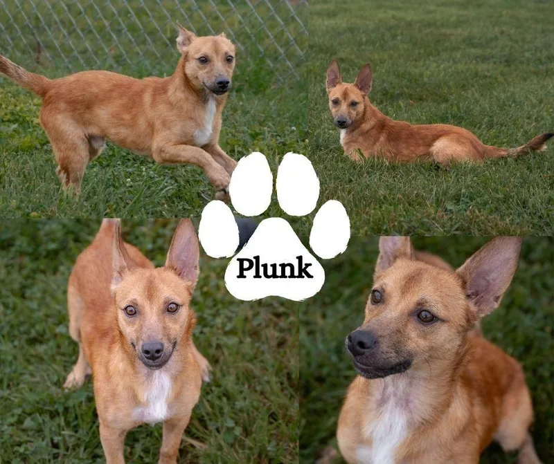A young small-sized male Terrier dog named Plunk for adoption in Albany, NY