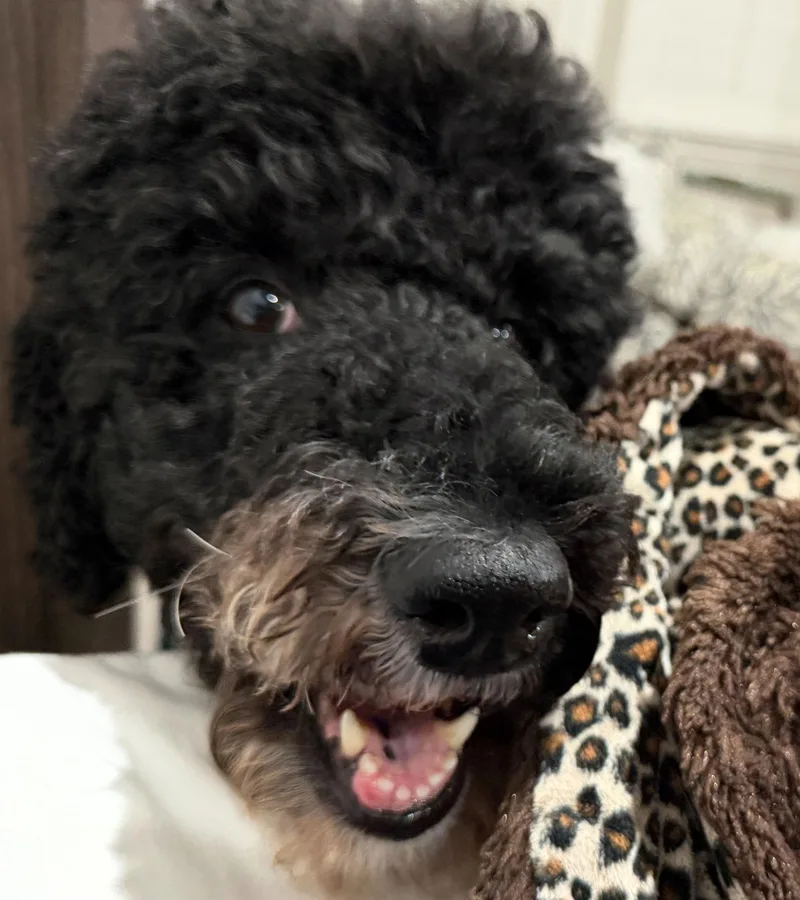 An adult medium-sized female Poodle dog named Novastar for adoption in Garland, TX