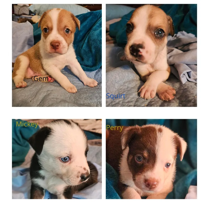 A baby small-sized male Golden Rat Terrier dog named Baby Boy Puppies  for adoption in St. Petersburg, FL