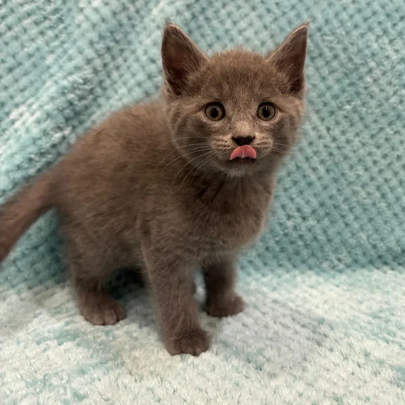 A baby small-sized male Gray / Blue / Silver Domestic Short Hair cat named Moth for adoption in Washington Township, OH