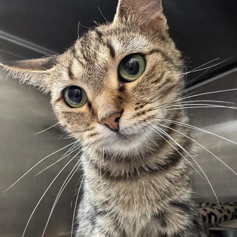 A young medium-sized female Brown / Chocolate Domestic Short Hair cat named Dory for adoption in Chapel Hill, NC