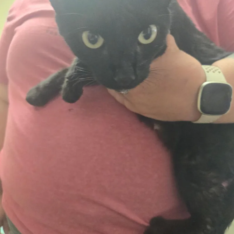 A young small-sized female Domestic Short Hair cat named Grace for adoption in Mount Gilead, NC
