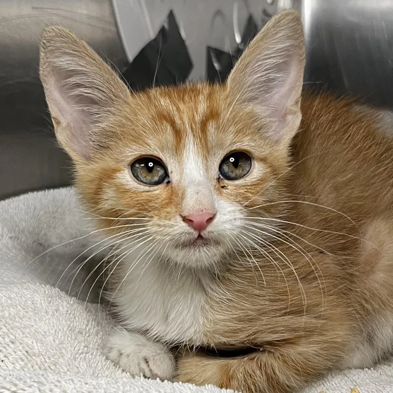 A baby small-sized male Orange / Red Domestic Short Hair cat named Crunchwrap Supreme for adoption in Palm Springs, CA