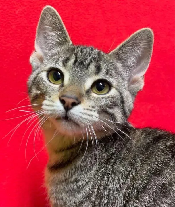 A baby small-sized male Domestic Short Hair cat named Merlin for adoption in Jackson, MI
