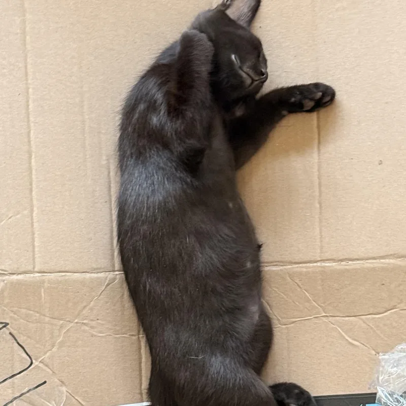 A baby small-sized male Black Domestic Short Hair cat named Jag for adoption in Oceanside, CA