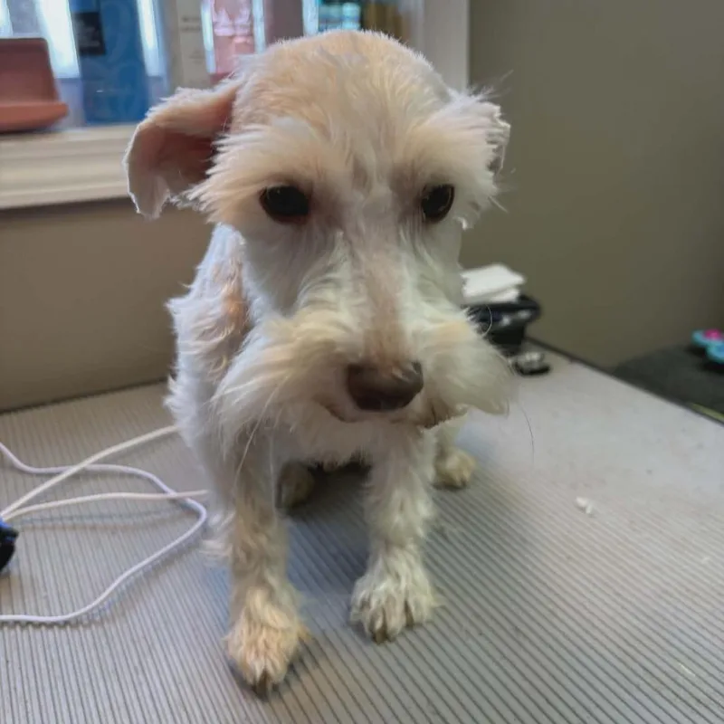 An adult small-sized female White / Cream Schnauzer dog named Pennie for adoption in Cleveland, TN