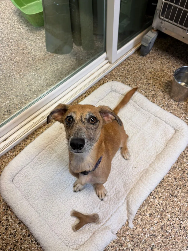 An adult small-sized female Tricolor (Brown, Black, & White) Terrier dog named Marble for adoption in Sterling Heights, MI