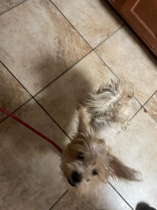 An adult small-sized male White / Cream Mixed Breed dog named Gumbo for adoption in Cincinnati, OH
