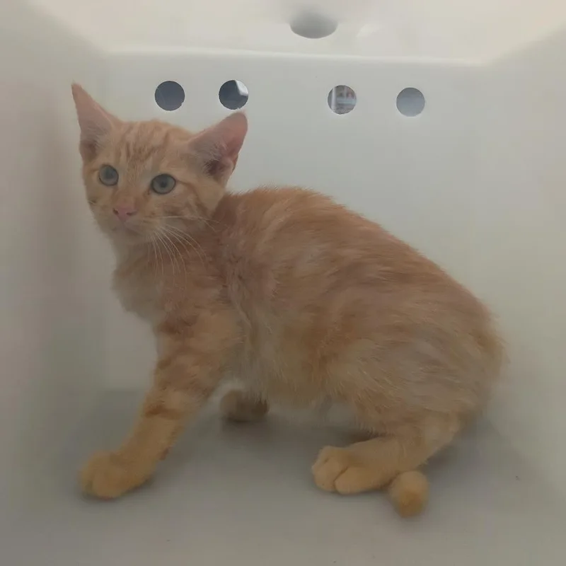 A baby small-sized male Orange / Red Domestic Short Hair cat named Clover for adoption in Columbus, GA