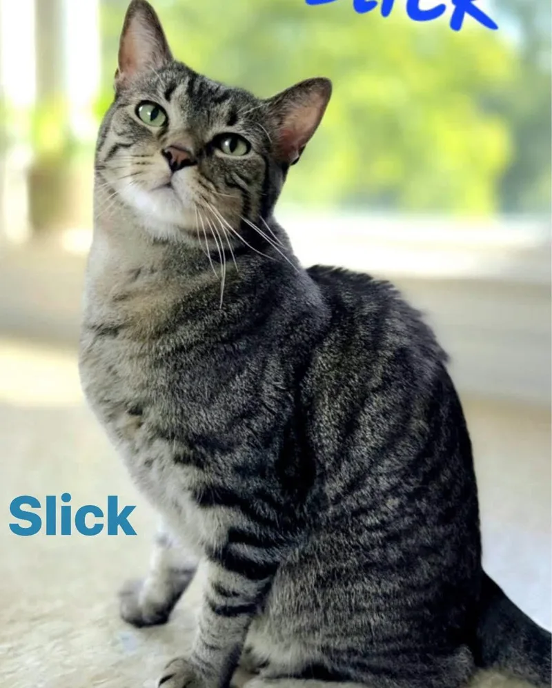 A senior medium-sized male Domestic Short Hair cat named Slick for adoption in Spring Lake, NJ