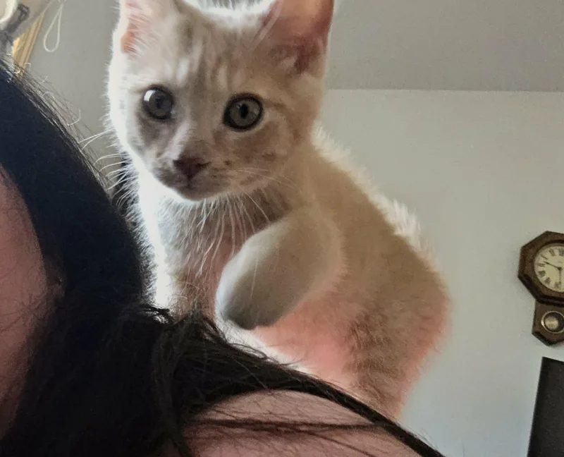 A baby small-sized male Buff / Tan / Fawn Domestic Short Hair cat named Hail for adoption in Stoughton, WI