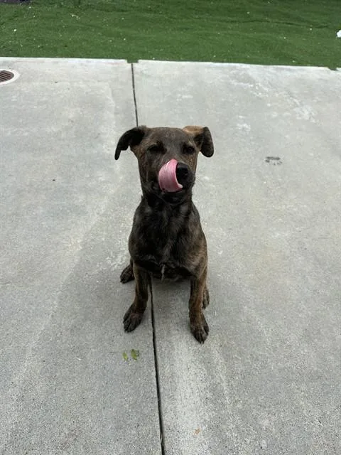 A young small-sized male Catahoula Leopard Dog dog named A for adoption in Fremont, CA