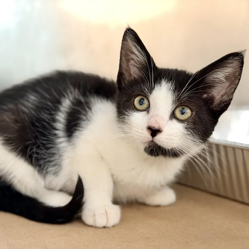 A baby medium-sized female Black & White / Tuxedo Domestic Short Hair cat named Inky for adoption in Jackson, NJ