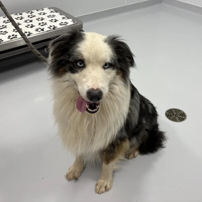 An adult medium-sized male Gray / Blue / Silver Australian Shepherd dog named Woody for adoption in Naperville, IL