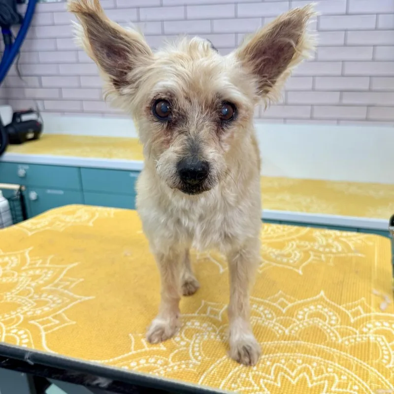 A senior small-sized male Yellow / Tan / Blond / Fawn Terrier dog named Onyx for adoption in San Francisco, CA