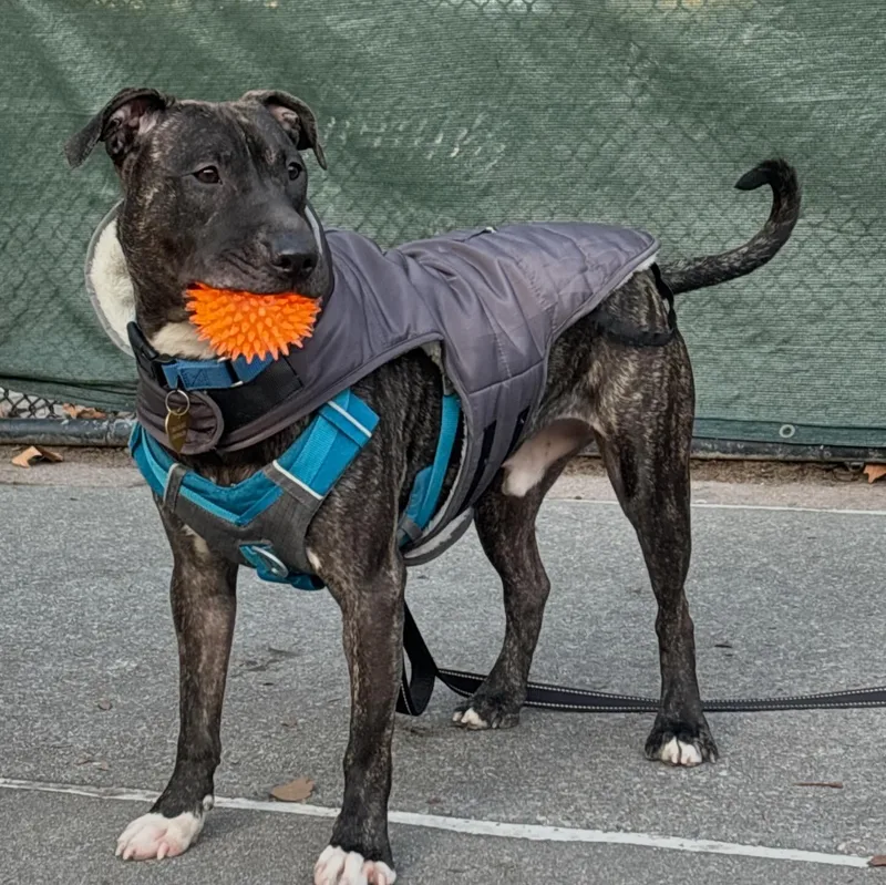 A young medium-sized male Brindle Mixed Breed dog named Bun Bun for adoption in Vassalboro, ME