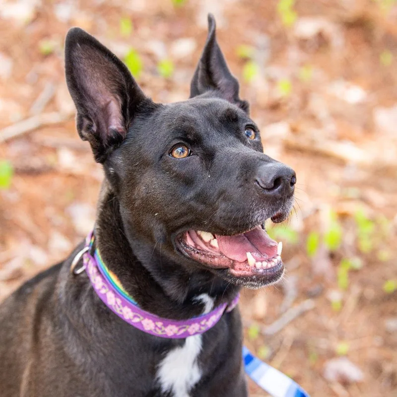 An adult large-sized female Black Mixed Breed dog named Coco for adoption in Kennebunk, ME